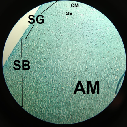 G3_Cerebro_AzulAlcian_10X_Señal