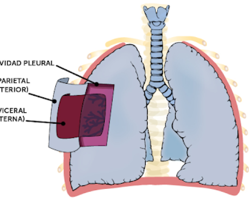 PulmonesInfo1